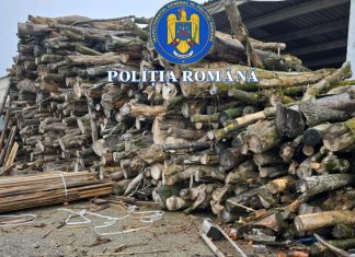 Infracțiune silvică descoperită în flagrant, în județul Bacău. Material lemnos confiscat în valoare de peste 36.000 de lei