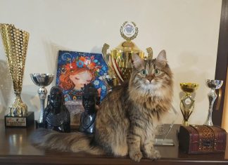 Campioni felini din toată Europa participă la Salonul Internațional SofistiCAT