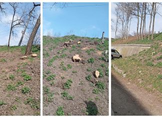 Primăria Târgu Ocna, amendată cu 25.000 de lei de Garda de Mediu pentru tăierea ilegală a 69 de arbori