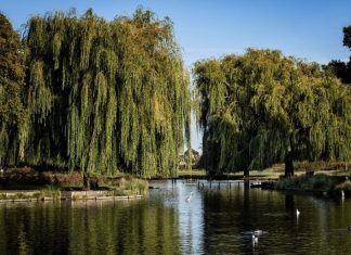 Primăria Onești lansează licitația pentru modernizarea Parcului „Libertății”