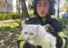 Firefighters in Bacău Rescue Stranded Cat in Delicate Tree Operation