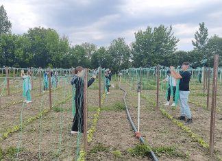 Viitorii agronomi ai județului, la școala cercetării: elevi din Răchitoasa, două zile de practică la Stațiunea de Legumicultură Bacău