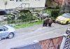 Jandarmii au intervenit după semnalarea prezenței unui urs în Comănești