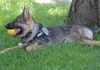 German Shepherd Puppy Begins Training Journey With Romanian Gendarmerie