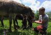Un băcăuan salvează vieți pe ambulanță și își găsește liniștea printre măgăruși