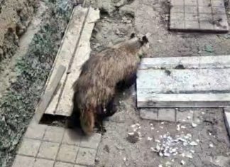 Bursuc rătăcit într-o gospodărie din Măgura. Proprietarii l-au eliberat nevătămat în pădure