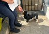 Canicula pune în pericol animalele. Polițiștii din Bacău transmit recomandări pentru proprietari și crescători.