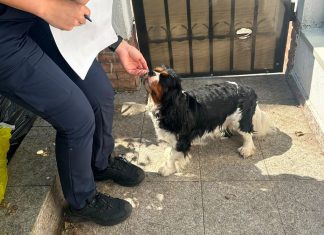 Canicula pune în pericol animalele. Polițiștii din Bacău transmit recomandări pentru proprietari și crescători.
