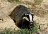 Badger Safely Returned to the Wild After Wandering Into Backyard in Eastern Romania