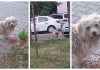 Max, câinele dispărut în București, a fost găsit, dupa un an, la Onești