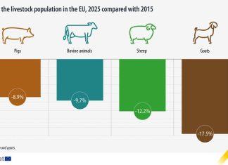 Analiză: Europa crește tot mai puține animale. Ce spune declinul efectivelor despre viitorul agriculturii?