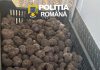 Peste 80 de kilograme de trufe, confiscate de polițiștii băcăuani după un control în trafic