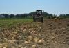 Program de sprijin pentru cultivatorii de cartofi: 300 de euro pe hectar prin schema de minimis
