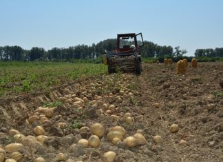Program de sprijin pentru cultivatorii de cartofi: 300 de euro pe hectar prin schema de minimis