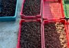 Acțiune împotriva recoltării și comercializării ilegale de trufe în județul Bacău. Peste 300 de kilograme confiscate