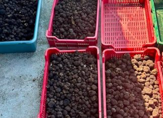Acțiune împotriva recoltării și comercializării ilegale de trufe în județul Bacău. Peste 300 de kilograme confiscate