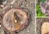 Amendă de 40.000 de lei pentru tăierea unor arbori în Slănic Moldova