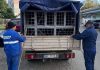 Primăria anunță măsuri pentru capturarea câinilor