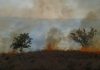 Incendiu de vegetație de amploare în Dealu Morii. Flăcările au mistuit aproximativ 50 de hectare