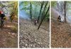 Incendiu în fondul forestier din Dofteana. Pompierii intervin pentru lichidarea focarelor